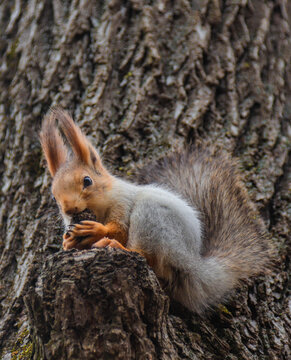 Red squirrel gnaws a nut on a tree © Лаура Летова
