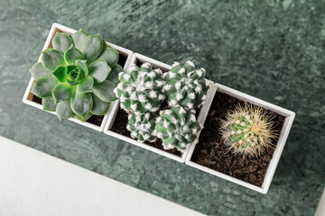 Board with succulent and cacti on white background