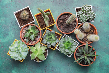 Different succulents and cacti on color background