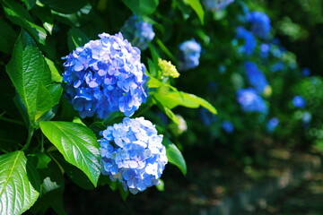 三ッ池公園の紫陽花【国内・神奈川県】