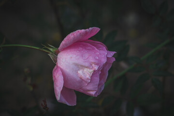 Pink rose flower with drops of rain on it, blurred background
