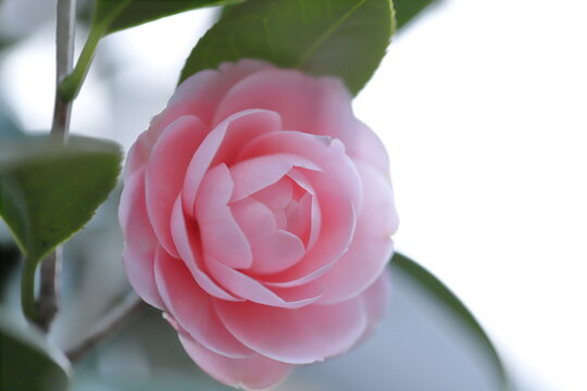 藪椿 Images Browse 193 Stock Photos Vectors And Video Adobe Stock