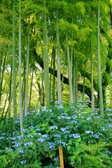三ッ池公園の紫陽花【国内・神奈川県】
