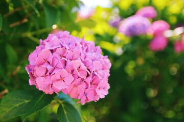 道端の紫陽花【国内・神奈川県】