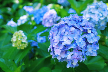三ッ池公園の紫陽花【国内・神奈川県】