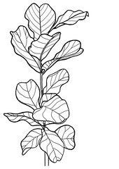 Fiddle Leaf Fig or Ficus Lyrata. Hand draw line art isolated on white background with copy space for decorative wall prints.