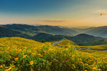View point of Tithonia diversifolia flowers fields and blue sky as background.