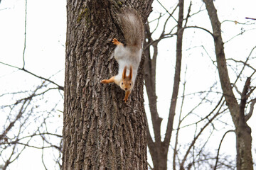 Playful ginger squirrel on a tree