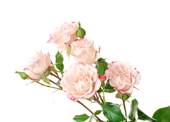 Beautiful flowers on white background