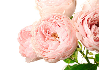 Beautiful flowers on white background, closeup