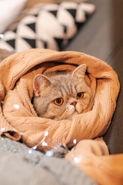 Cute cat with warm sweater on sofa. Concept of heating season