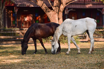 two horses in the field