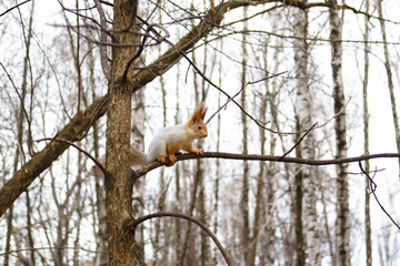 Playful ginger squirrel on a tree