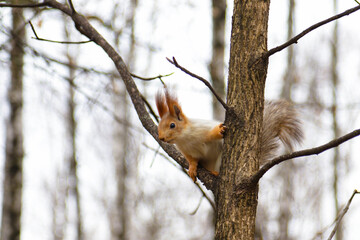 Playful ginger squirrel on a tree