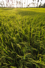 Green rice field in the morning on palm tree during sunrise time, Pathum Thani Province, Thailand