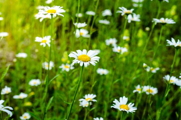 Chamomile field.  Lawn with green grass and white wildflowers on  sunny summer day.