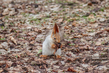 Playful ginger squirrel looking for nuts in the foliage