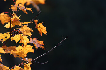 Maple yellow leaves on a branch.