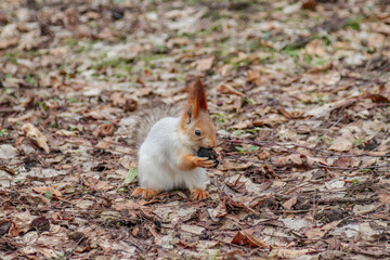 Playful ginger squirrel looking for nuts in the foliage