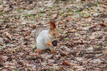Naklejka na ściany i meble Playful ginger squirrel looking for nuts in the foliage