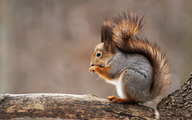 Naklejka na ściany i meble A squirrel with gray fur.