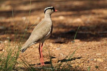 Lapwing Plover standing on the ground.