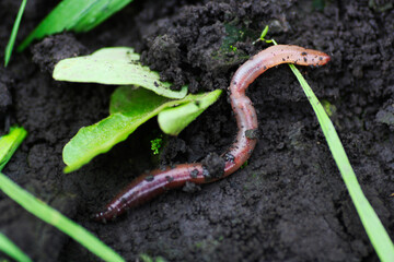 Earthworm in damp soil. - 410060877