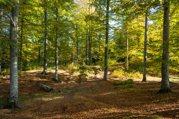 Autumn forest in the mountains, warm colors