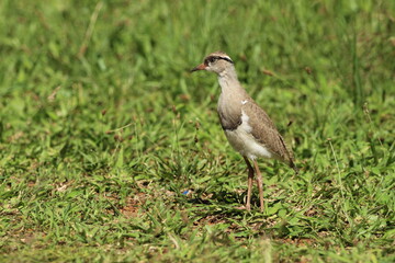 Lapwing Plover chick standing in the grass.