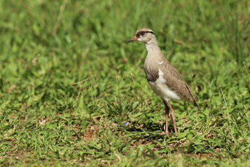 Lapwing Plover chick standing in the grass.