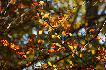 Tree branch in wam autumn light