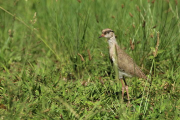 Lapwing Plover chick standing in the grass.
