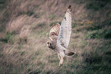 flying grey owl in the field of grass