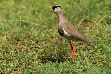 Lapwing Plover standing in the grass.