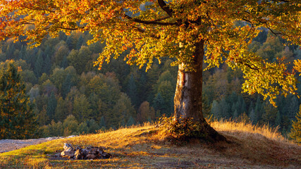 Autumn forest in the mountains