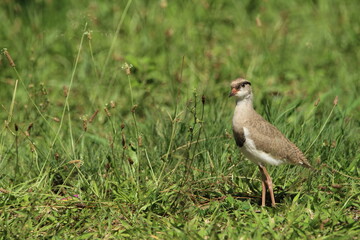 Lapwing Plover chick standing in the grass.