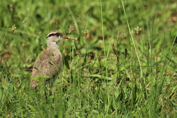 Lapwing Plover chick standing in the grass.