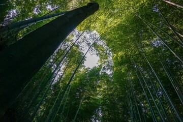 京都 嵐山