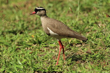 Lapwing plover standing in the grass.