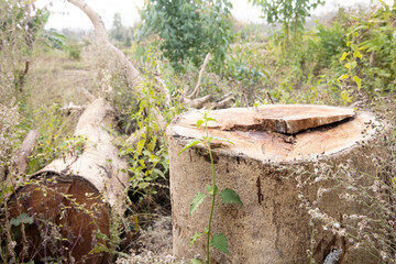 large tree, it was cut to the base
