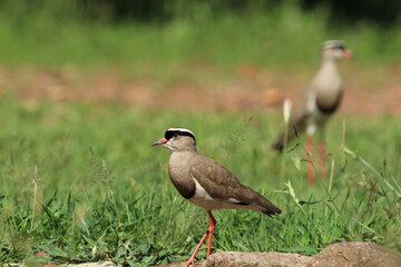 Lapwing plover standing on the ground.