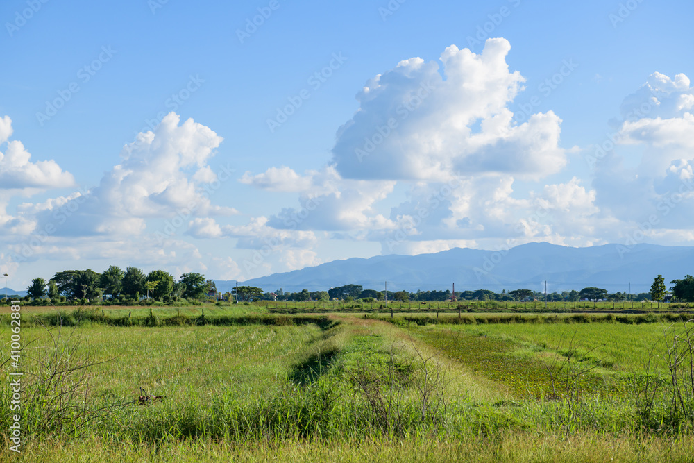 Canvas Prints Rice Field in Phayao Province