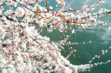 Spring blossom branch of a cherry tree above lake