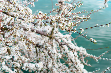 Spring blossom branch of a cherry tree above lake
