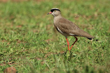 Lapwing plover standing on the ground.