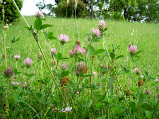Red clover blossoms in a spring field