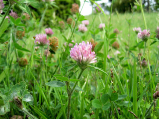 Red clover blossoms in a spring field