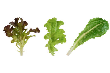 Set of leafy vegetables isolated on white background with clipping path.