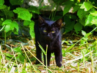 Naklejka na ściany i meble black cat on the grass