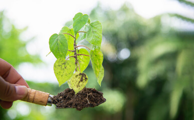 Close Up Plant in Female Hands. Care of the Environment. Ecology concept